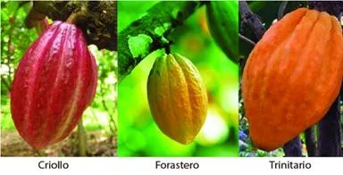 Tobago Chocolate Delights
