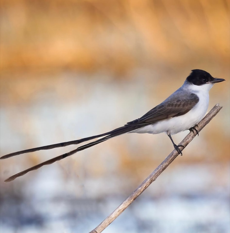 Tobago Birdwatching and Culinary Experience