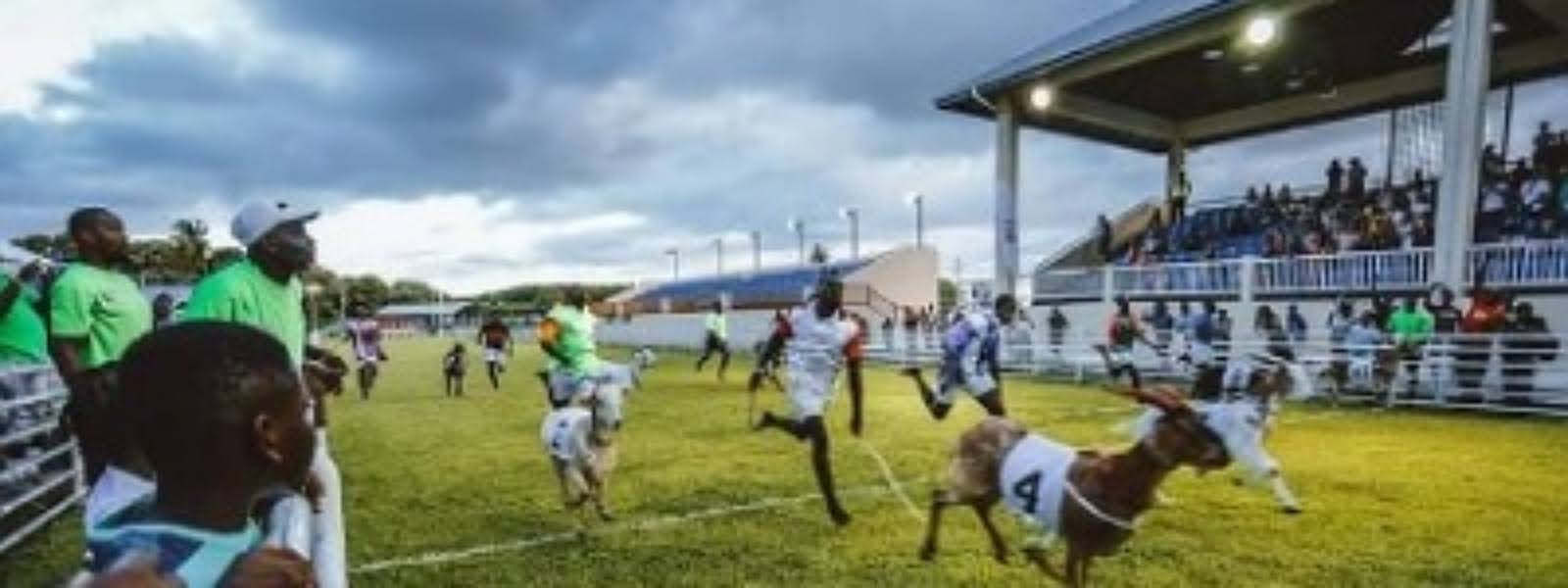 Tobago Goat Racing