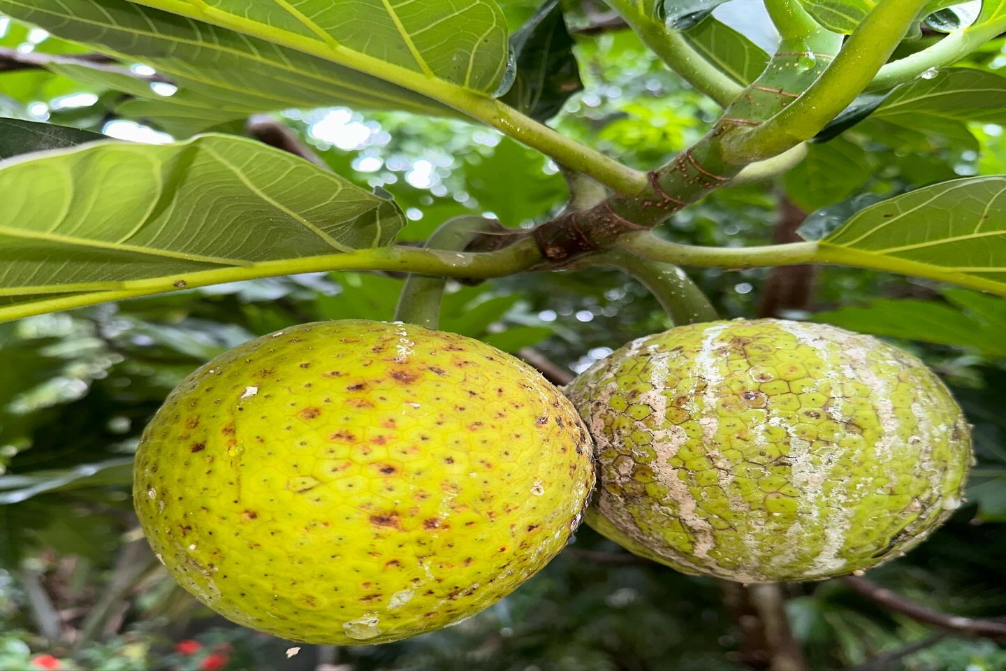 Plants of Tobago