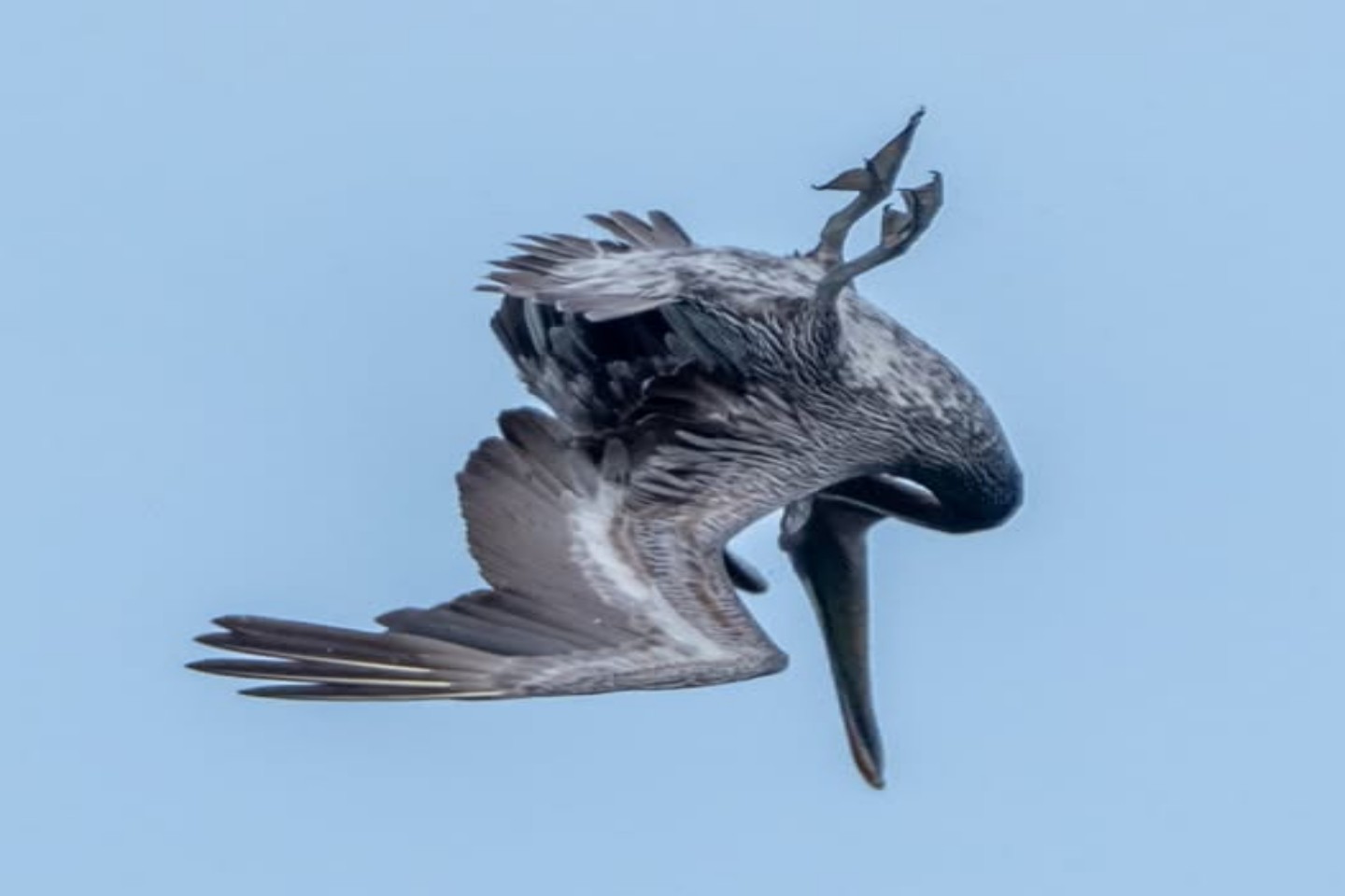 History of Birds