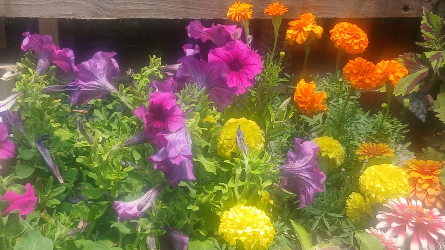 Zaz's Seedlings