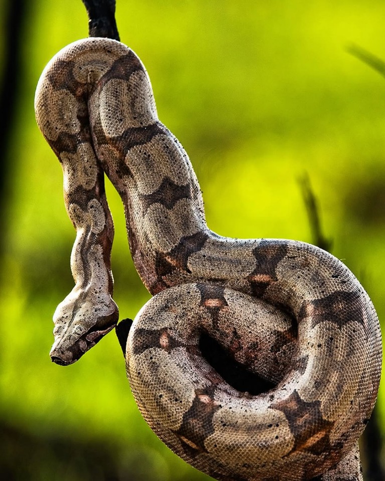 Tobago Snakes