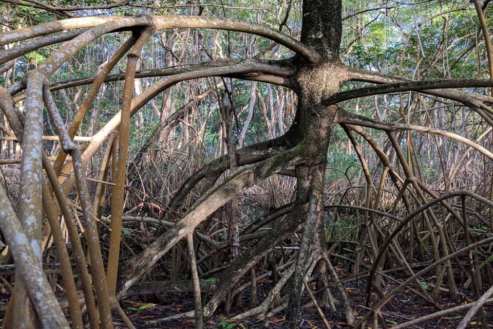Tobago Wetlands and Culinary Experience