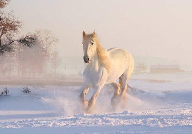 Being with horses