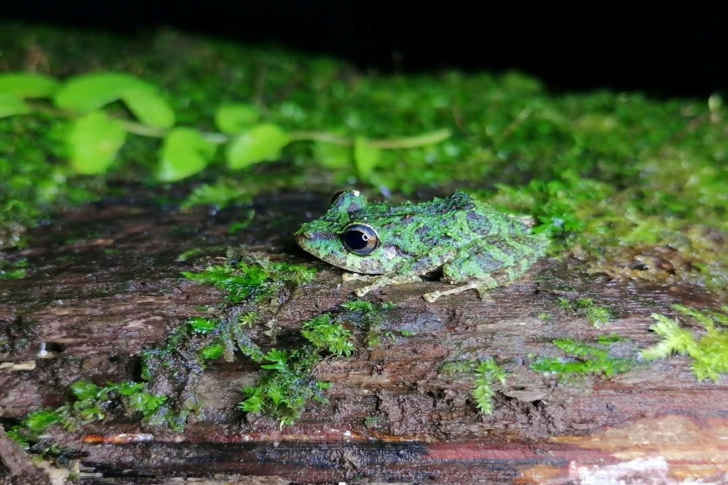 Rainforest Tour
