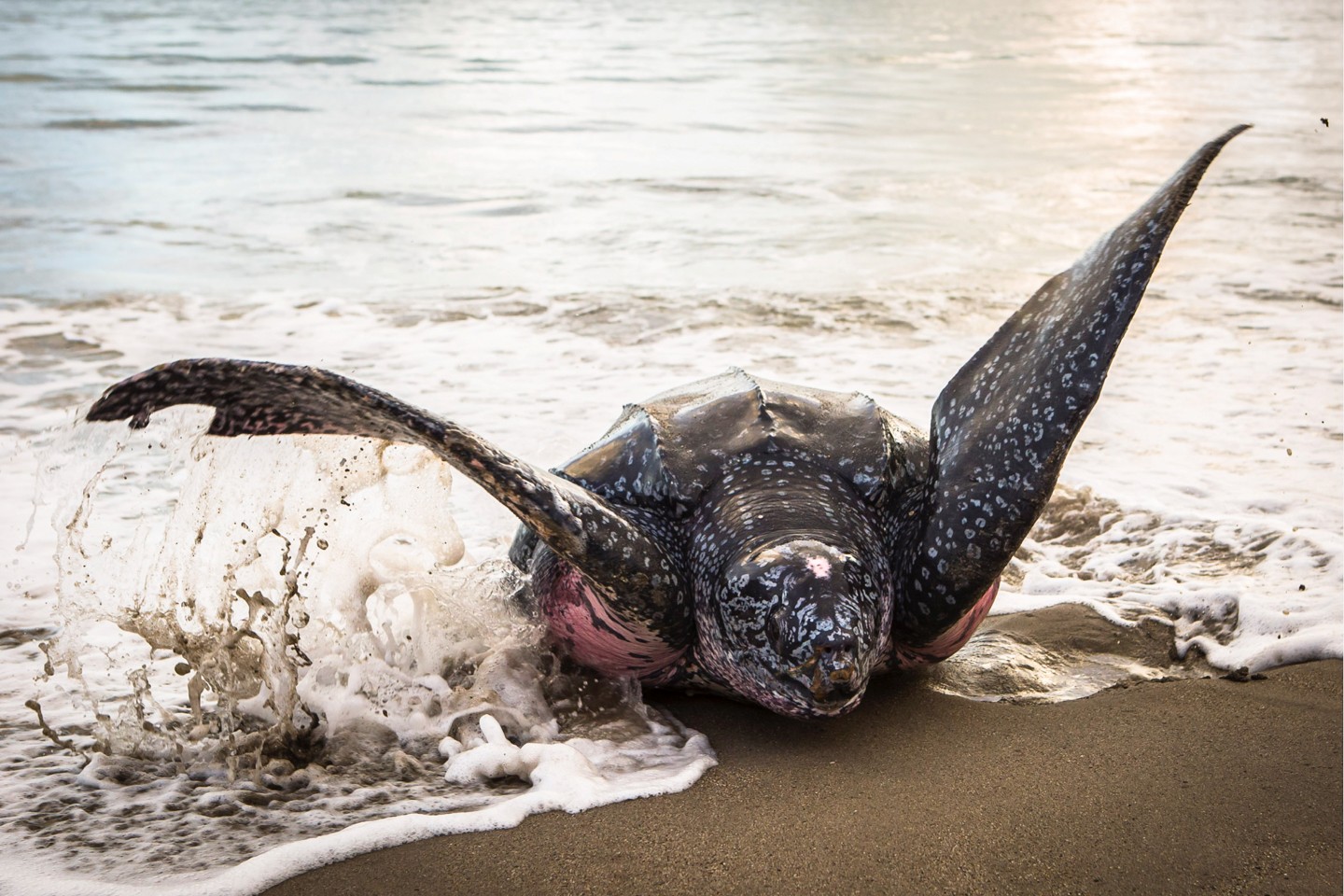 Turtle Watching