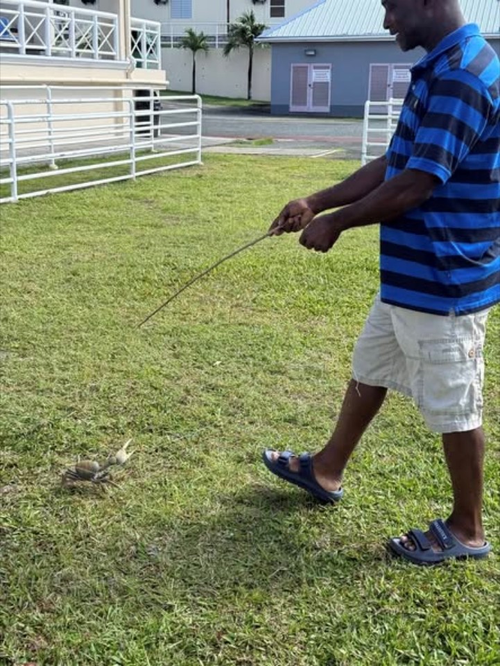 Tobago Goat Racing