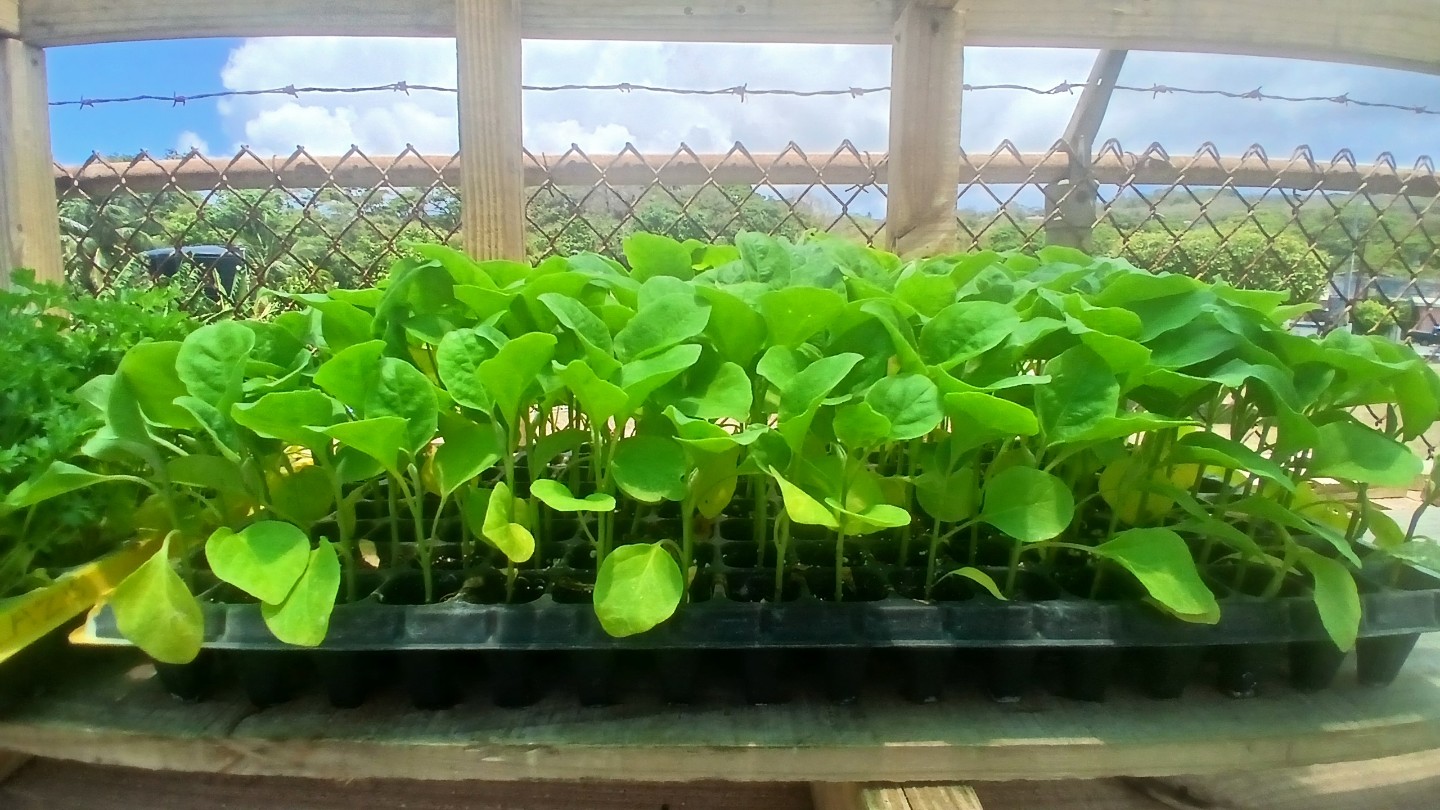 Zaz's Seedlings