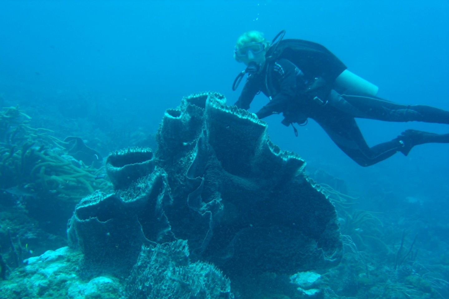 Tobago Frontier Divers & Water Sports Ltd