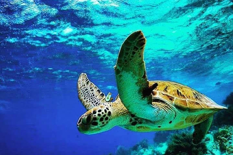 Turtle Watching