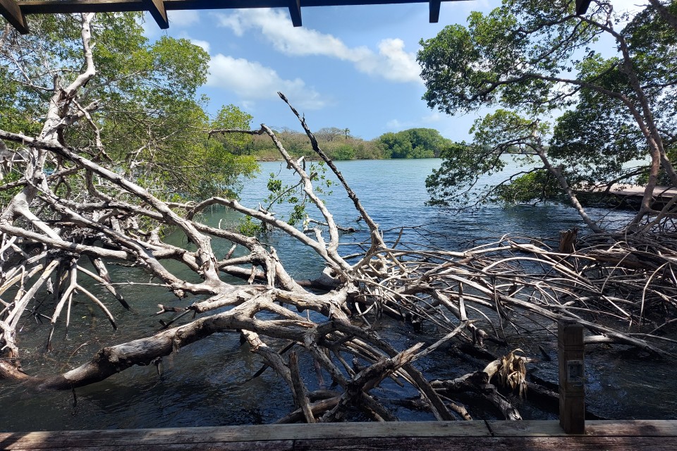 Tobago Wetlands and Culinary Experience