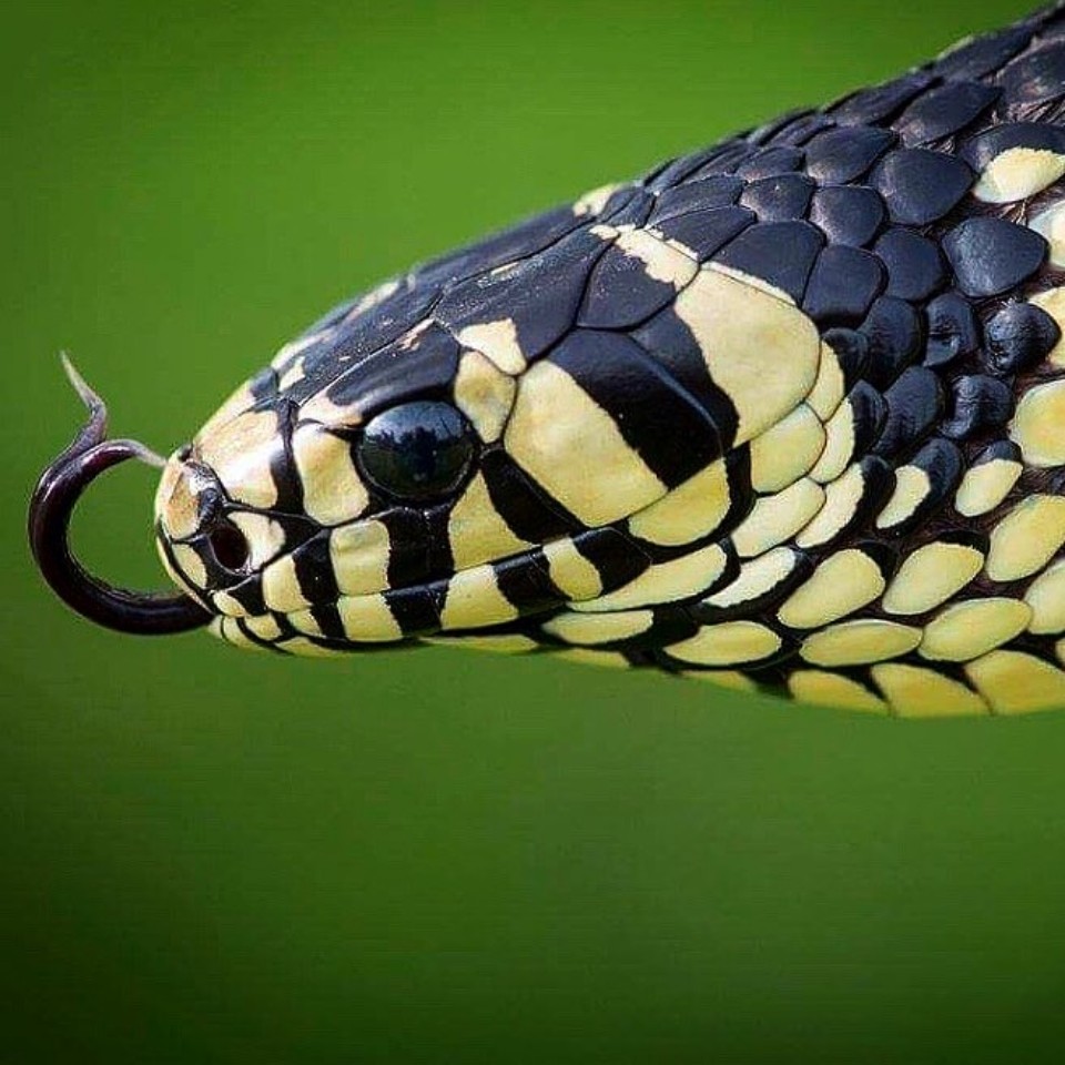 Tobago Snakes