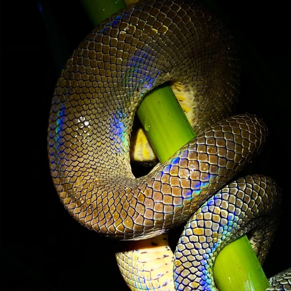 Tobago Snakes