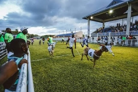 Tobago Goat Racing