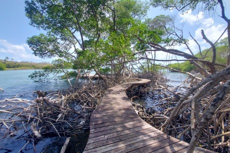 Tobago Wetlands and Culinary Experience
