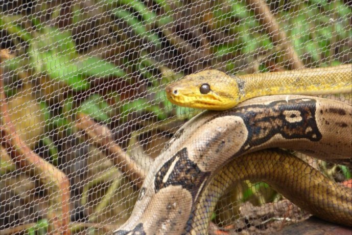 Tobago Snakes