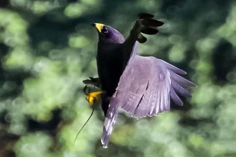 Birdwatching Tour