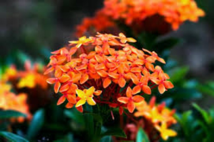 Plants of Tobago