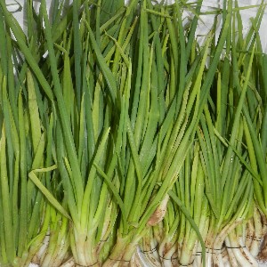 Chive