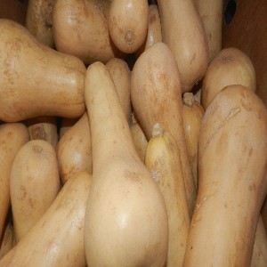Squash
