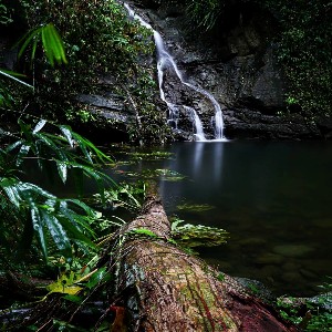 Exclusive Rainforest Tour