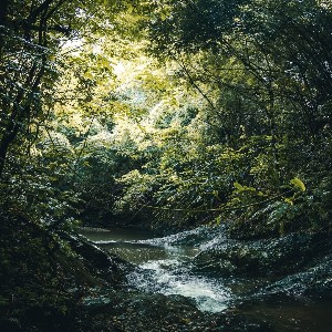 Standard Rainforest Tour